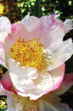 Sweet October Fragrant Camellia - 3 Gallon Pot -Garden Plants camellia sasanqua sweet october 1