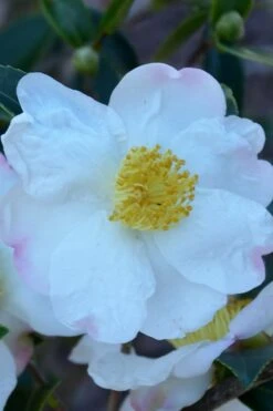 Sweet October Fragrant Camellia - 3 Gallon Pot -Garden Plants camellia sasanqua sweet october 2