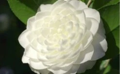 Sea Foam White Camellia Japonica - 3 Gallon Pot -Garden Plants camellia sea foam 3
