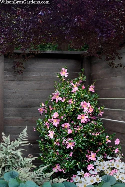 Slim 'N Trim Camellia - 7 Gallon Pot 4 Slim 'N Trim Camellia - 7 Gallon Pot - Image 4