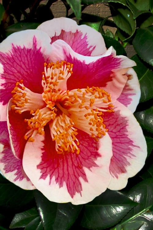 Spring Circus Camellia Japonica - 1 Gallon Pot 1 Spring Circus Camellia Japonica - 1 Gallon Pot