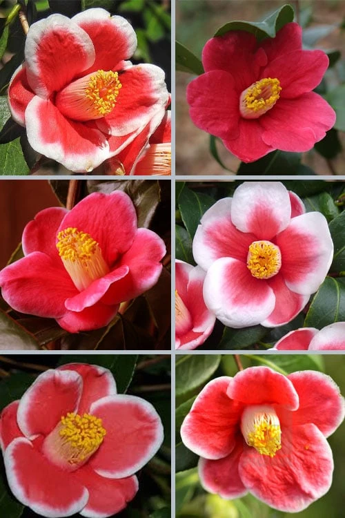 Tama No Ura Weeping Camellia Japonica - 1 Gallon Pot 4 Tama No Ura Weeping Camellia Japonica - 1 Gallon Pot - Image 4