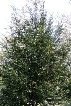 Mount Noko Camellia (Camellia Transnokoensis) - 3 Gallon Pot -Garden Plants camellia transnokoensis 13