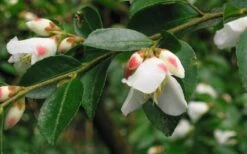 Mount Noko Camellia (Camellia Transnokoensis) - 3 Gallon Pot -Garden Plants camellia transnokoensis 5