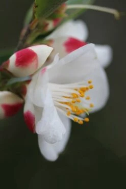 Mount Noko Camellia (Camellia Transnokoensis) - 3 Gallon Pot -Garden Plants camellia transnokoensis 6