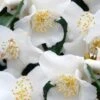 Mount Noko Camellia (Camellia Transnokoensis) - 3 Gallon Pot