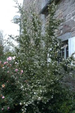 Mount Noko Camellia (Camellia Transnokoensis) - 3 Gallon Pot -Garden Plants camellia transnokoensis 9