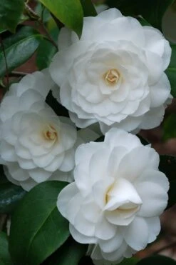 White By The Gate Camellia Japonica - 1 Gallon Pot 7 White By The Gate Camellia Japonica - 1 Gallon Pot -Garden Plants camellia white by the gate 1 2