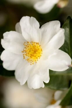 Winter's Cupid Camellia - 1 Gallon Pot 8 Winter's Cupid Camellia - 1 Gallon Pot -Garden Plants camellia winters cupid 2 1