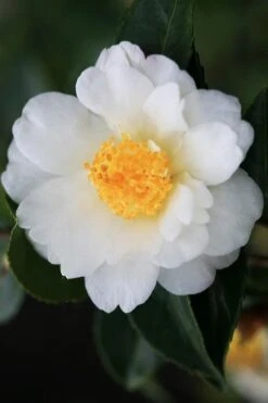 Winter's Cupid Camellia - 1 Gallon Pot 9 Winter's Cupid Camellia - 1 Gallon Pot -Garden Plants camellia winters cupid 4 1