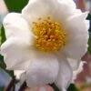 Winter's Cupid Camellia - 3 Gallon Pot