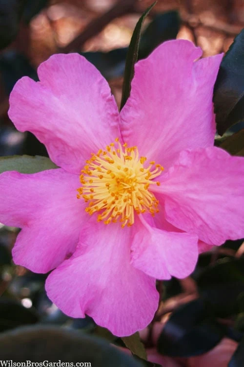 Winter's Star Cold Hardy Camellia - 3 Gallon Pot 1 Winter's Star Cold Hardy Camellia - 3 Gallon Pot