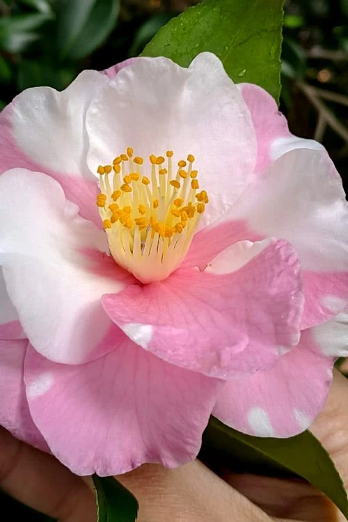 Shibori-Egao Camellia - 3 Gallon Pot 1 Shibori-Egao Camellia - 3 Gallon Pot