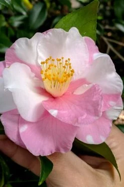 Shibori-Egao Camellia - 3 Gallon Pot 9 Shibori-Egao Camellia - 3 Gallon Pot -Garden Plants camellia x vernalis shibori egao 102