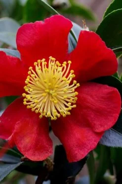 Yuletide Camellia Sasanqua - 6 Pack Of 1 Gallon Pots 15 Yuletide Camellia Sasanqua - 6 Pack Of 1 Gallon Pots -Garden Plants camellia yuletide best
