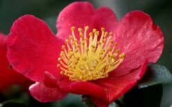 Yuletide Camellia Sasanqua - 6 Pack Of 1 Gallon Pots 14 Yuletide Camellia Sasanqua - 6 Pack Of 1 Gallon Pots -Garden Plants camellia yuletide flower closeup