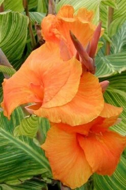 Bengal Tiger Canna Lily - 1 Gallon Pot -Garden Plants canna pretoria bengal tiger 1