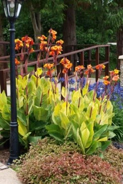 Bengal Tiger Canna Lily - 1 Gallon Pot -Garden Plants canna pretoria bengal tiger 12