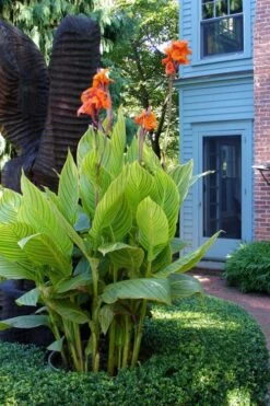 Bengal Tiger Canna Lily - 1 Gallon Pot -Garden Plants canna pretoria bengal tiger 2