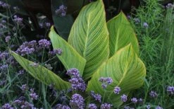 Bengal Tiger Canna Lily - 1 Gallon Pot -Garden Plants canna pretoria bengal tiger 3