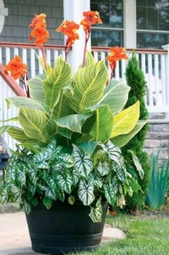 Bengal Tiger Canna Lily - 1 Gallon Pot -Garden Plants canna pretoria bengal tiger 4