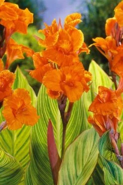 Bengal Tiger Canna Lily - 1 Gallon Pot -Garden Plants canna pretoria bengal tiger 8