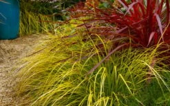 Evercolor Everillo Carex - 8 Pack Of 1 Gallon Pots -Garden Plants carex everillo 23