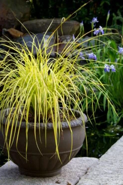 Evercolor Everillo Carex - 8 Pack Of 1 Gallon Pots -Garden Plants carex everillo 24