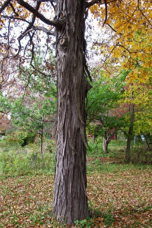 Shagbark Hickory Tree (Carya Ovata) - 3 Gallon Pot 7 Shagbark Hickory Tree (Carya Ovata) - 3 Gallon Pot - Image 7