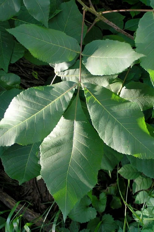 Shagbark Hickory Tree (Carya Ovata) - 3 Gallon Pot 6 Shagbark Hickory Tree (Carya Ovata) - 3 Gallon Pot - Image 6