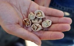 Shagbark Hickory Tree (Carya Ovata) - 3 Gallon Pot 13 Shagbark Hickory Tree (Carya Ovata) - 3 Gallon Pot -Garden Plants carya ovata shagbark hickory tree nuts 4