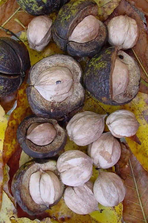 Shagbark Hickory Tree (Carya Ovata) - 3 Gallon Pot 8 Shagbark Hickory Tree (Carya Ovata) - 3 Gallon Pot - Image 8