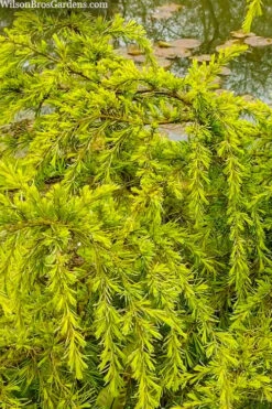 Gold Cascade Deodar Cedar (Single Trunk Topiary Tree)- 7 Gallon Pot -Garden Plants cedrus deodara gold cascade single trunk tree form topiary 3