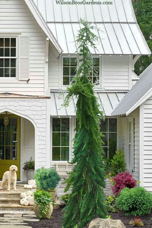 Miles High Weeping Deodar Cedar - 3 Gallon Pot 1 Miles High Weeping Deodar Cedar - 3 Gallon Pot