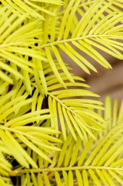 Golden Dragon Plum Yew (Cephalotaxus Harringtonia) - 1 Gallon Pot 11 Golden Dragon Plum Yew (Cephalotaxus Harringtonia) - 1 Gallon Pot -Garden Plants cephalotaxus harringtonia golden dragon japanese yew 22