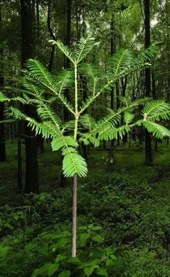 Japanese Plum Yew Tree (Cephalotaxus Harringtonia) - 3 Gallon Pot -Garden Plants cephalotaxus harringtonia tree 6
