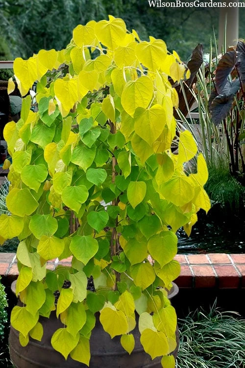 Golden Falls Weeping Redbud Tree - 3 Gallon Pot (4-5') 1 Golden Falls Weeping Redbud Tree - 3 Gallon Pot (4-5')