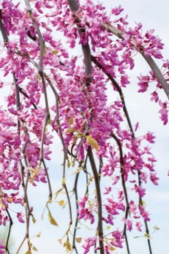 Golden Falls Weeping Redbud Tree - 3 Gallon Pot (1-2') -Garden Plants cercis canadensis golden falls weeping redbud 4 1