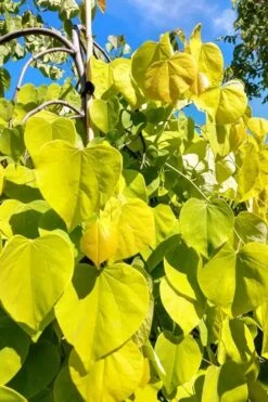Golden Falls Weeping Redbud Tree - 3 Gallon Pot (1-2') -Garden Plants cercis canadensis golden falls weeping redbud 5 1