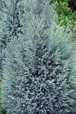 Blue Surprise Lawson Cypress (Chamaecyparis Lawsoniana) - 2 Gallon Pot -Garden Plants chamaecyparis lawsoniana blue surprise lawson cypress 11