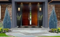 Blue Surprise Lawson Cypress (Chamaecyparis Lawsoniana) - 2 Gallon Pot -Garden Plants chamaecyparis lawsoniana blue surprise lawson cypress 12