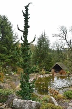 Wissel's Saguaro Lawson Cypress - 3 Gallon Pot -Garden Plants chamaecyparis lawsoniani wissels saguaro cypress 4