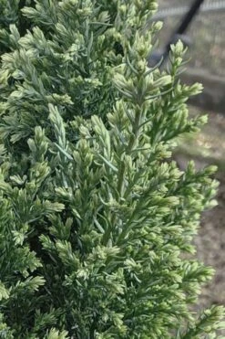 Snow White Lawson's Cypress (Chamaecyparis Lawsoniana) - 5 Gallon Pot -Garden Plants chamaecyparis obtusa blue feathers hinoki cypress 3 1