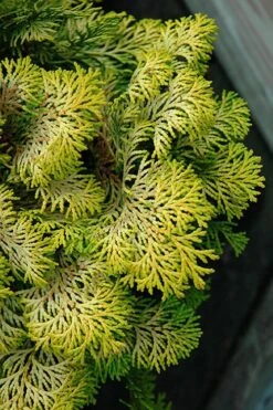 Confucius Golden Hinoki Cypress (Chamaecyparis Obtusa) - 1 Gallon Pot -Garden Plants chamaecyparis obtusa confucius golden hinoki cypress 1