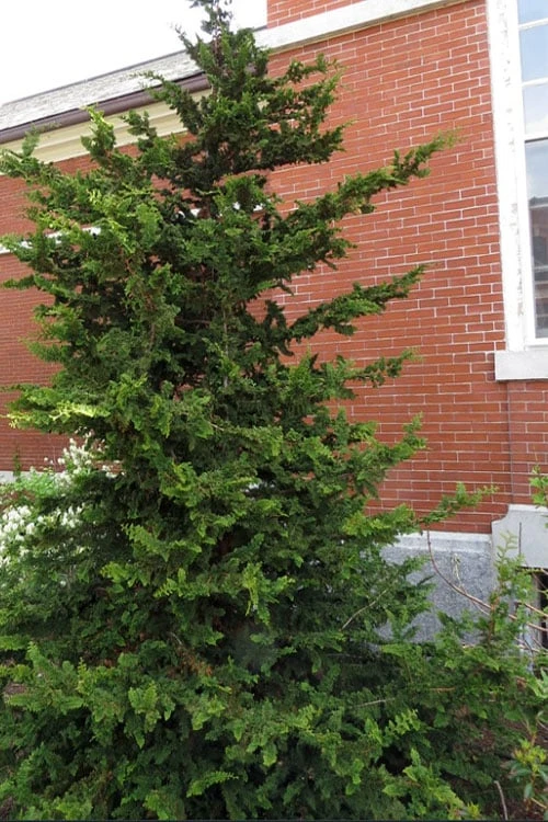 Fernspray Hinoki Cypress - 3 Gallon Pot 1 Fernspray Hinoki Cypress - 3 Gallon Pot