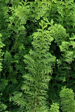 Fernspray Hinoki Cypress - 3 Gallon Pot 7 Fernspray Hinoki Cypress - 3 Gallon Pot -Garden Plants chamaecyparis obtusa filicoides fernspray hinoki cypress 2