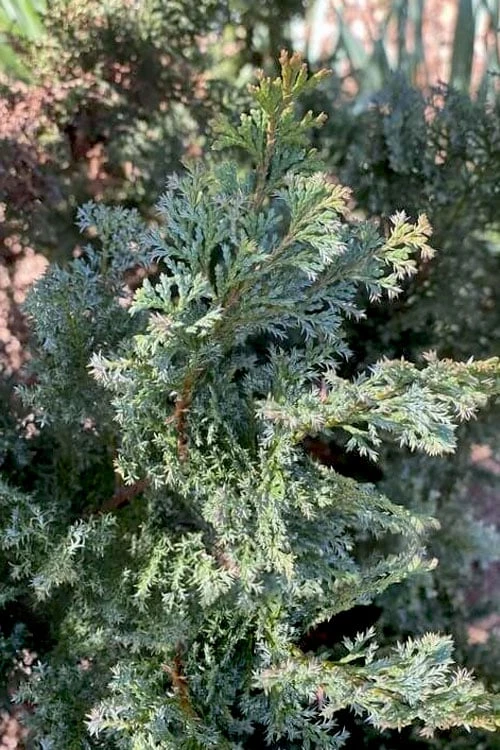 Gimborn Beauty Hinoki Cypress - 7 Gallon Pot 4 Gimborn Beauty Hinoki Cypress - 7 Gallon Pot - Image 4