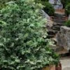 Gimborn Beauty Hinoki Cypress - 3 Gallon Pot