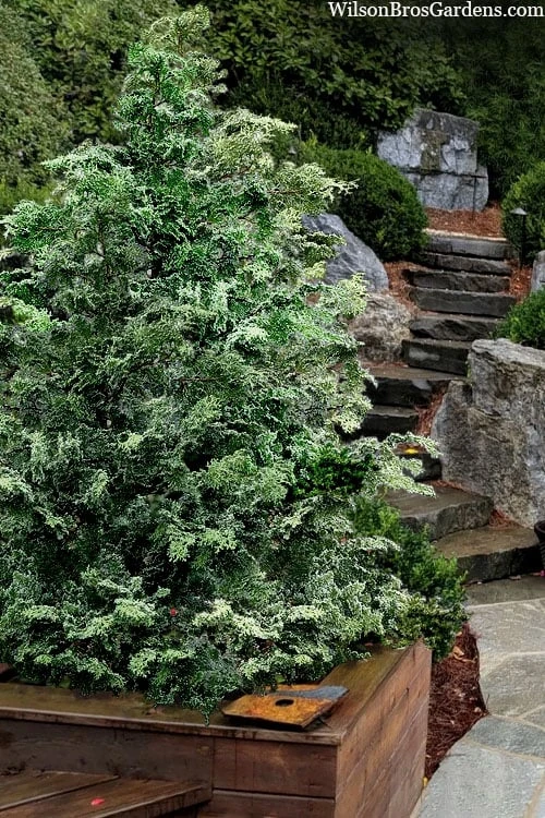 Gimborn Beauty Hinoki Cypress - 3 Gallon Pot 1 Gimborn Beauty Hinoki Cypress - 3 Gallon Pot