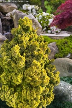 Golden Dwarf Hinoki Cypress - Chamaecyparis Obtusa 'Nana Lutea' - 3 Gallon Pot -Garden Plants chamaecyparis obtusa nana lutea 100